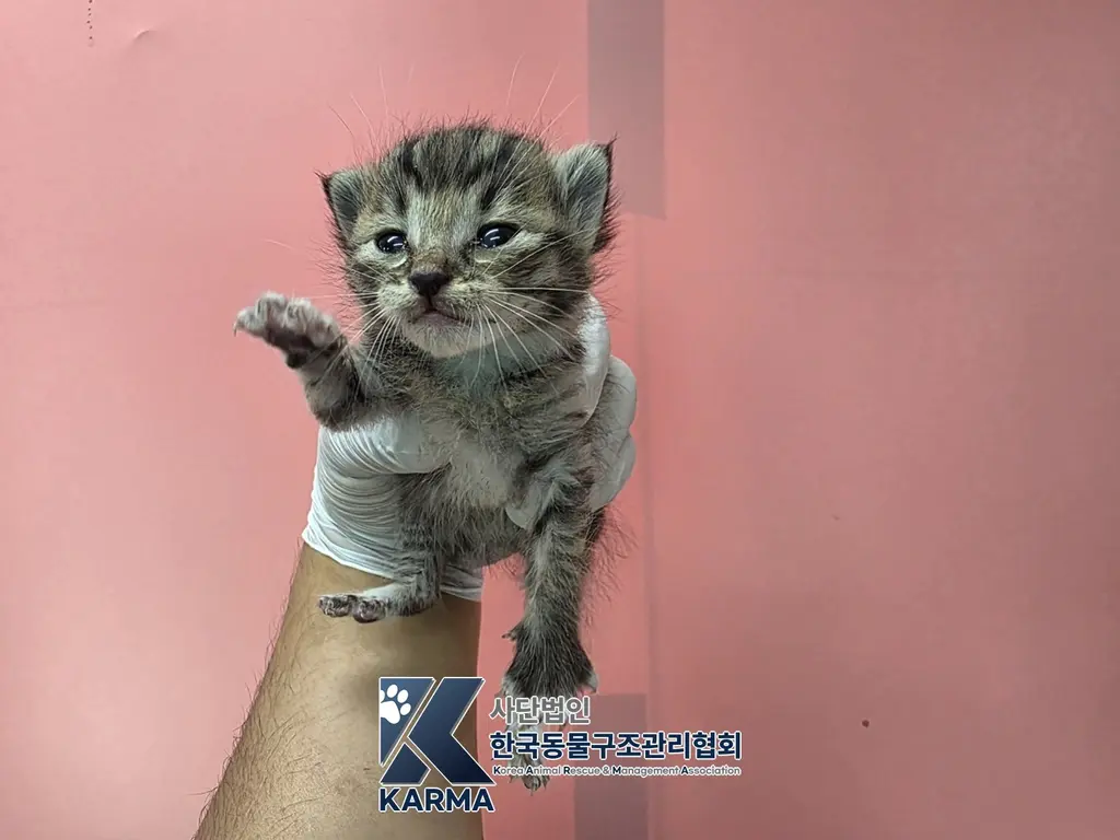 한국 고양이 보호중 사진