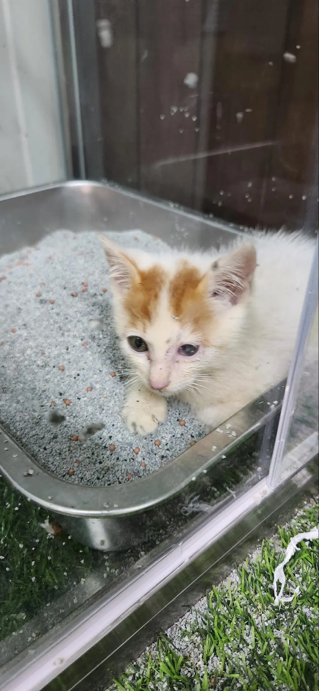 한국 고양이 보호중 사진