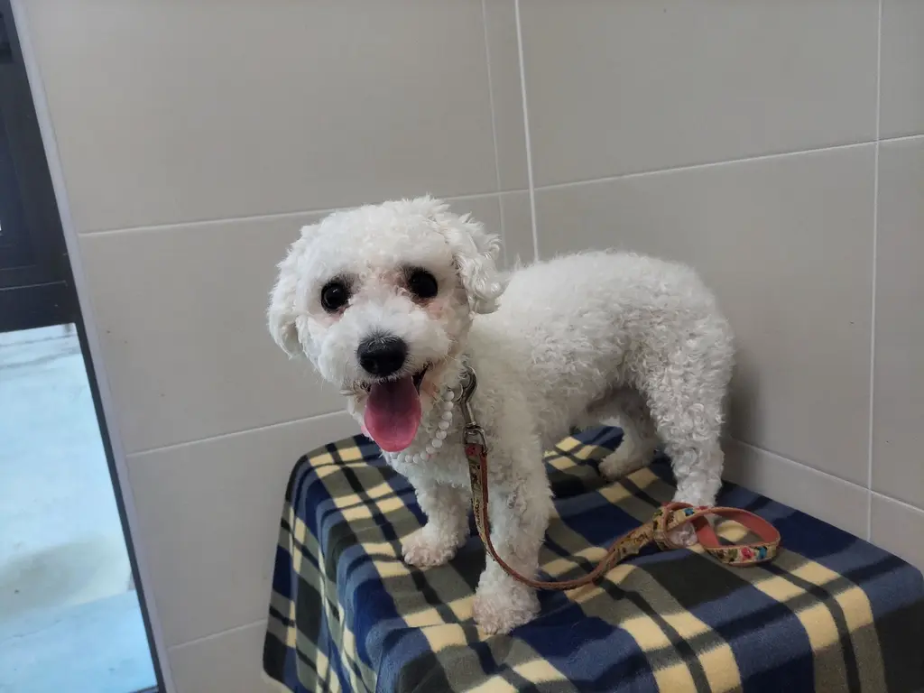 푸들 보호중 사진