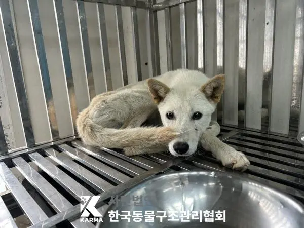 믹스견 보호중 사진