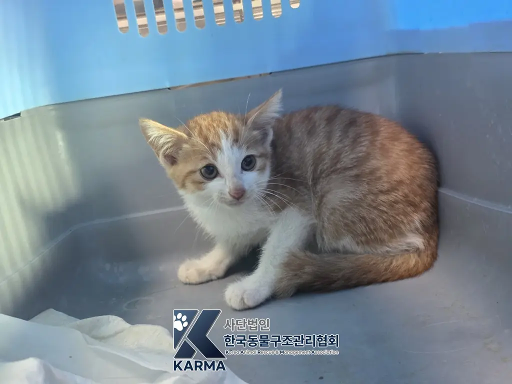한국 고양이 보호중 사진