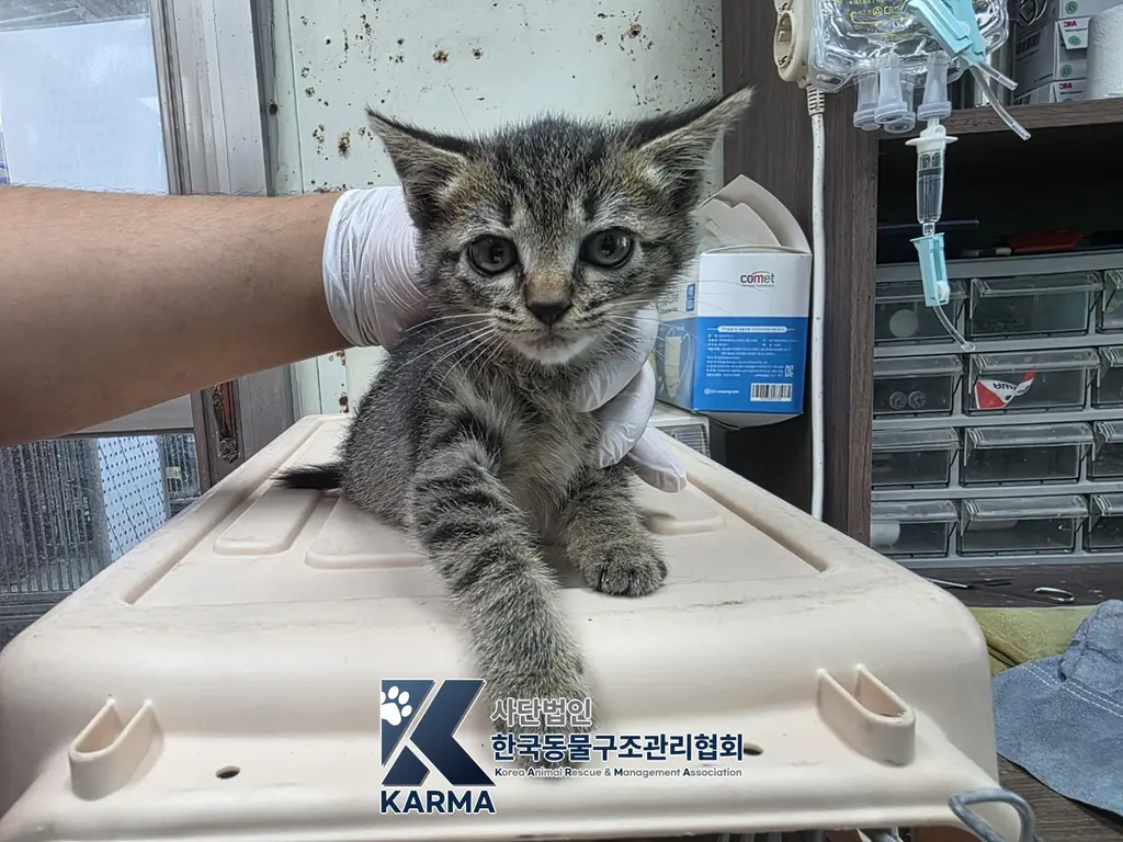 한국 고양이 보호중 사진