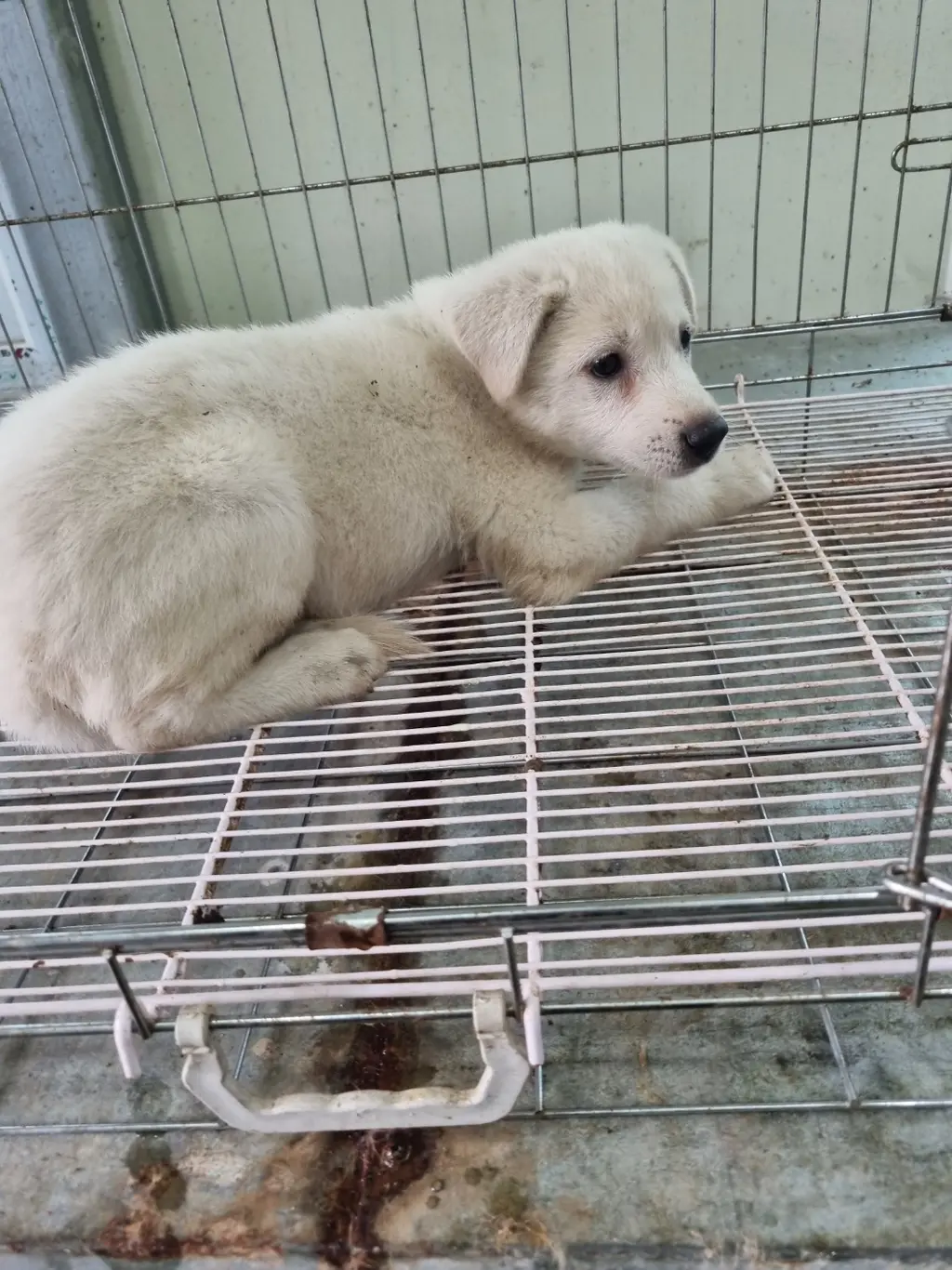 믹스견 보호중 사진