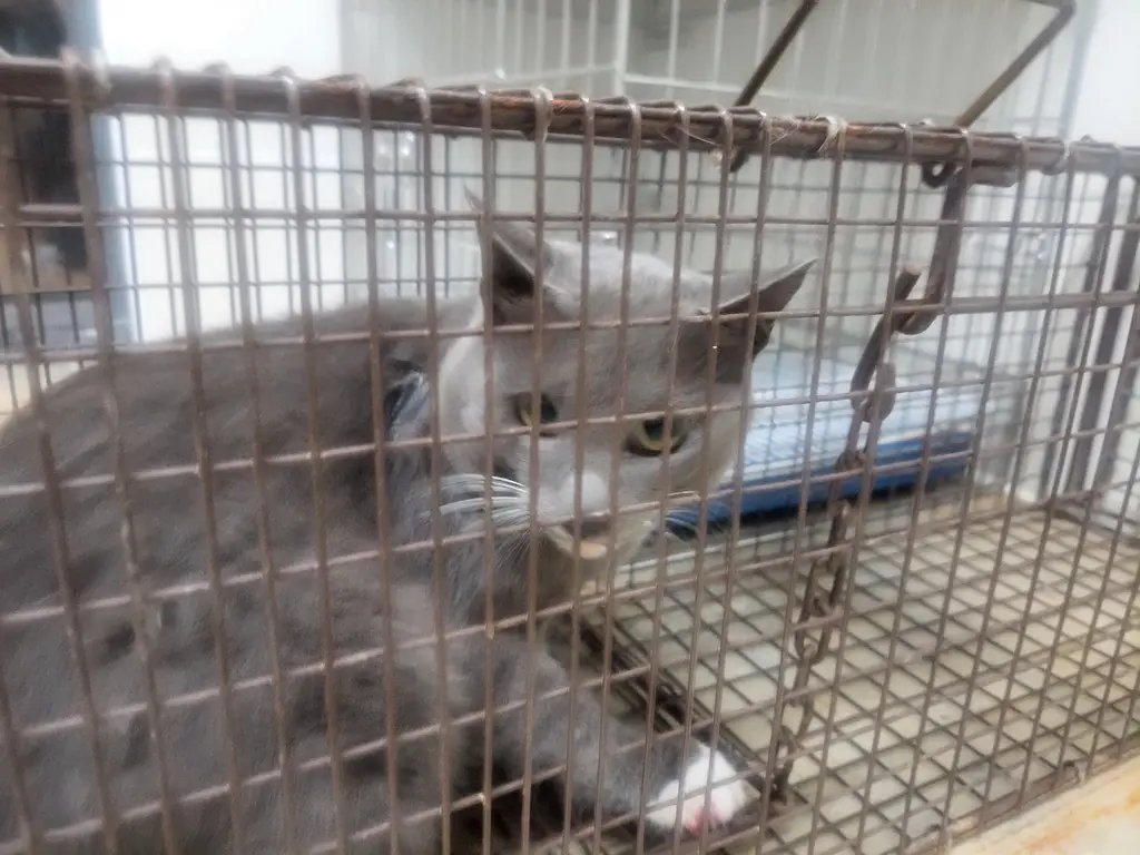 러시안 블루 보호중 사진
