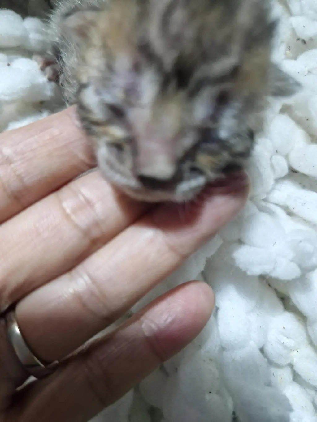 한국 고양이 보호중 사진