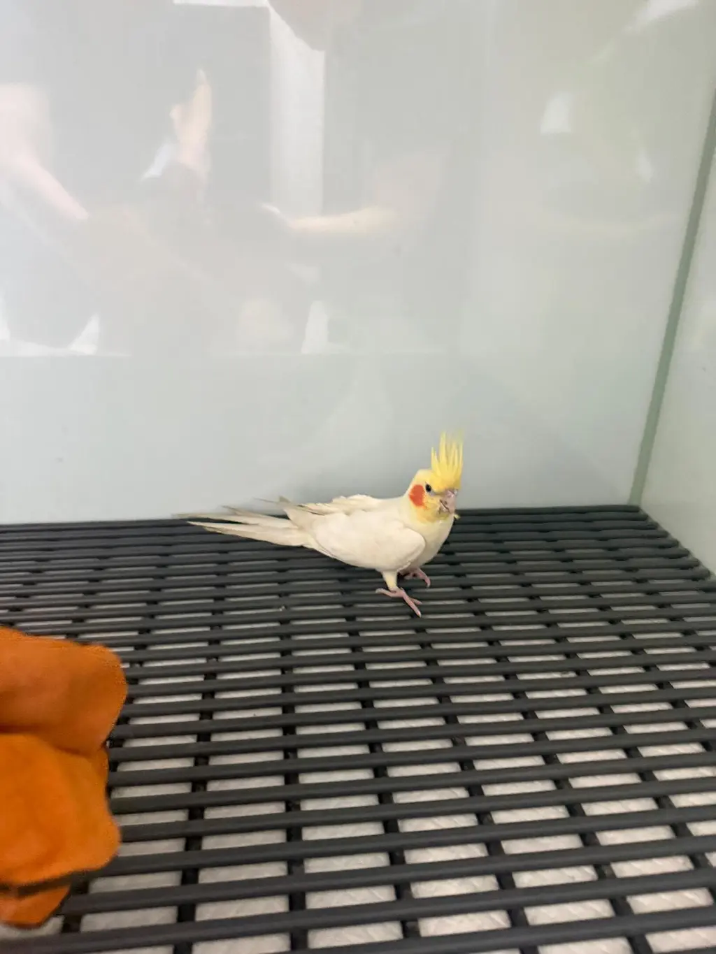 기타축종 보호중 사진