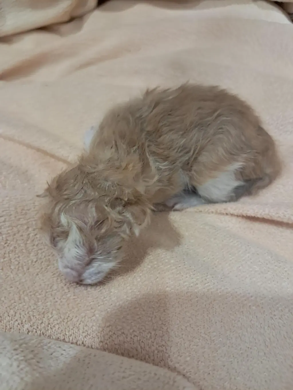 한국 고양이 보호중 사진