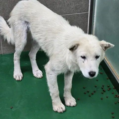 믹스견 보호중 사진