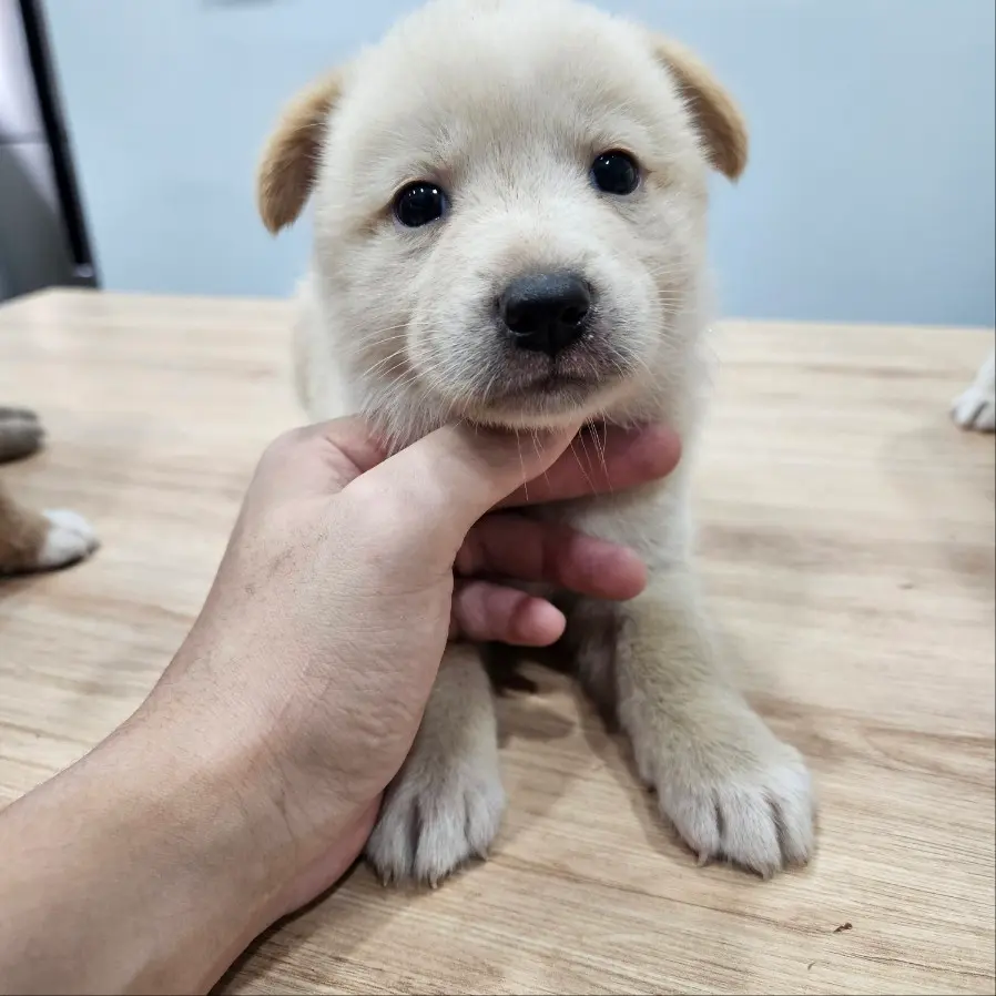 믹스견 보호중 사진