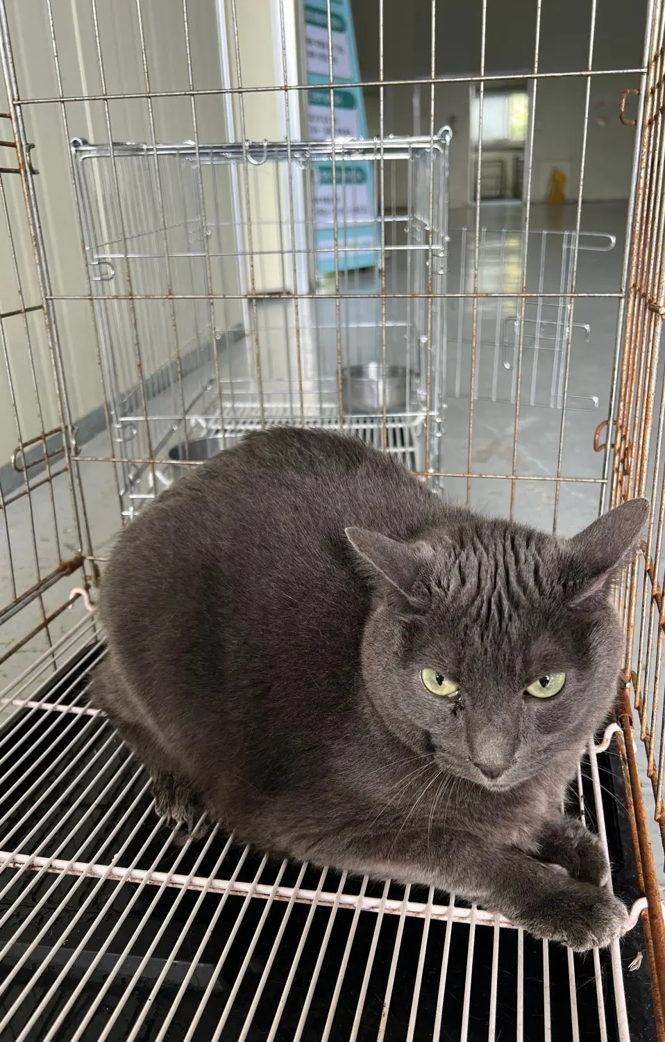 한국 고양이 보호중 사진