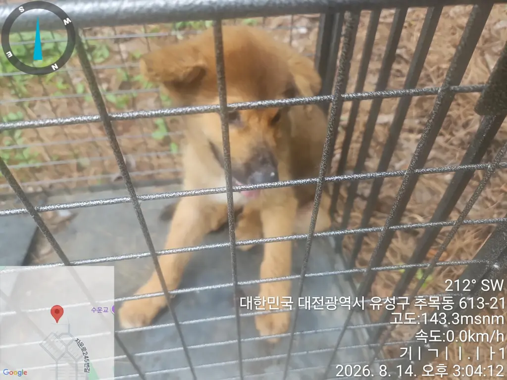 믹스견 보호중 사진