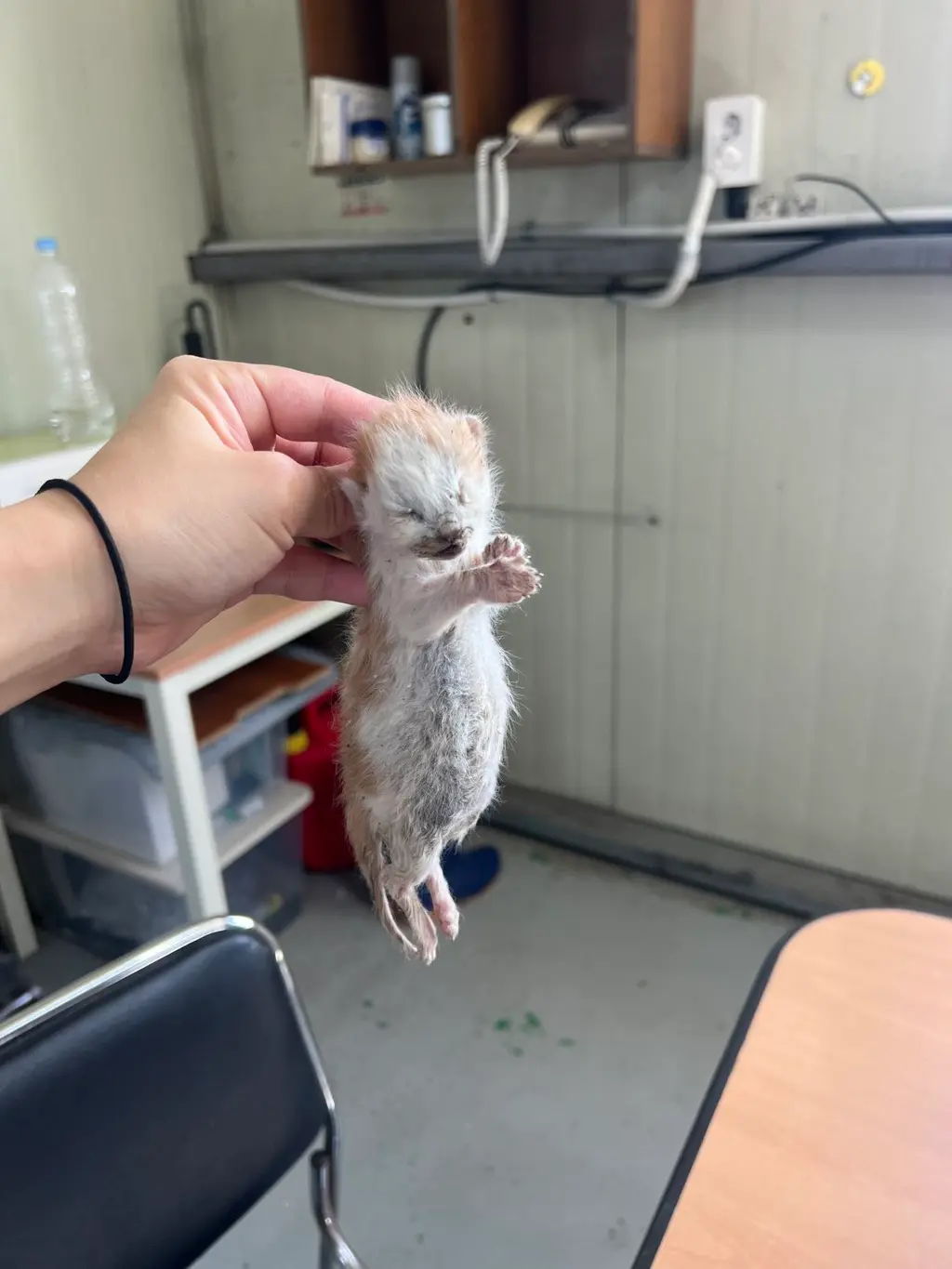 한국 고양이 보호중 사진
