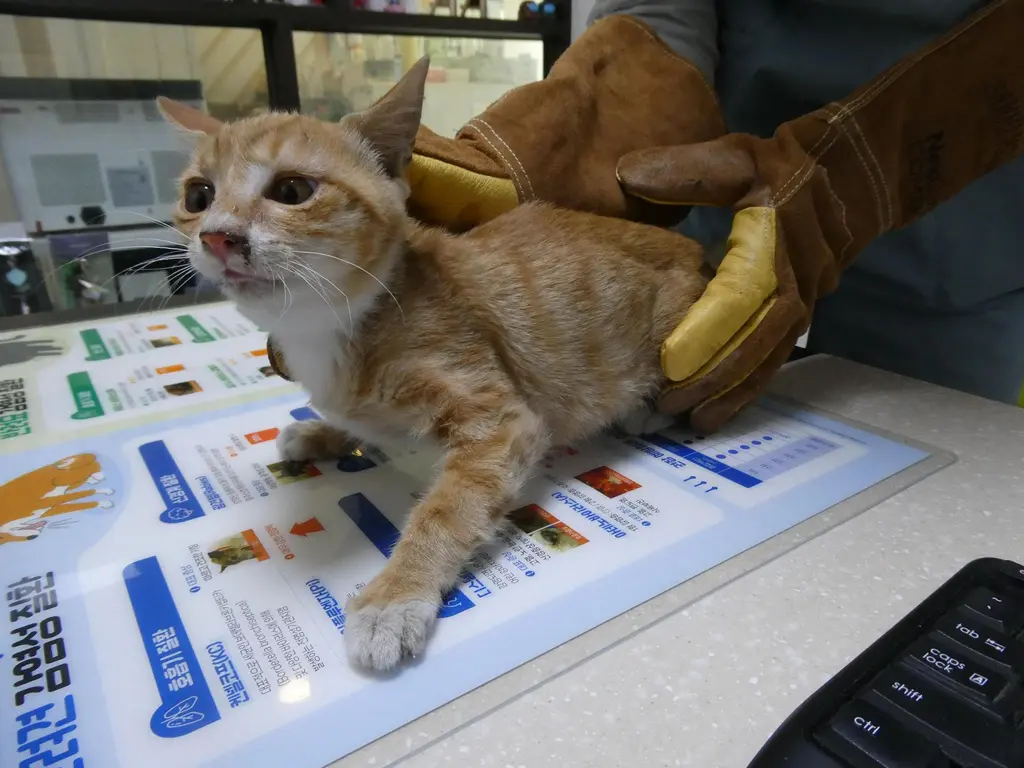한국 고양이 보호중 사진