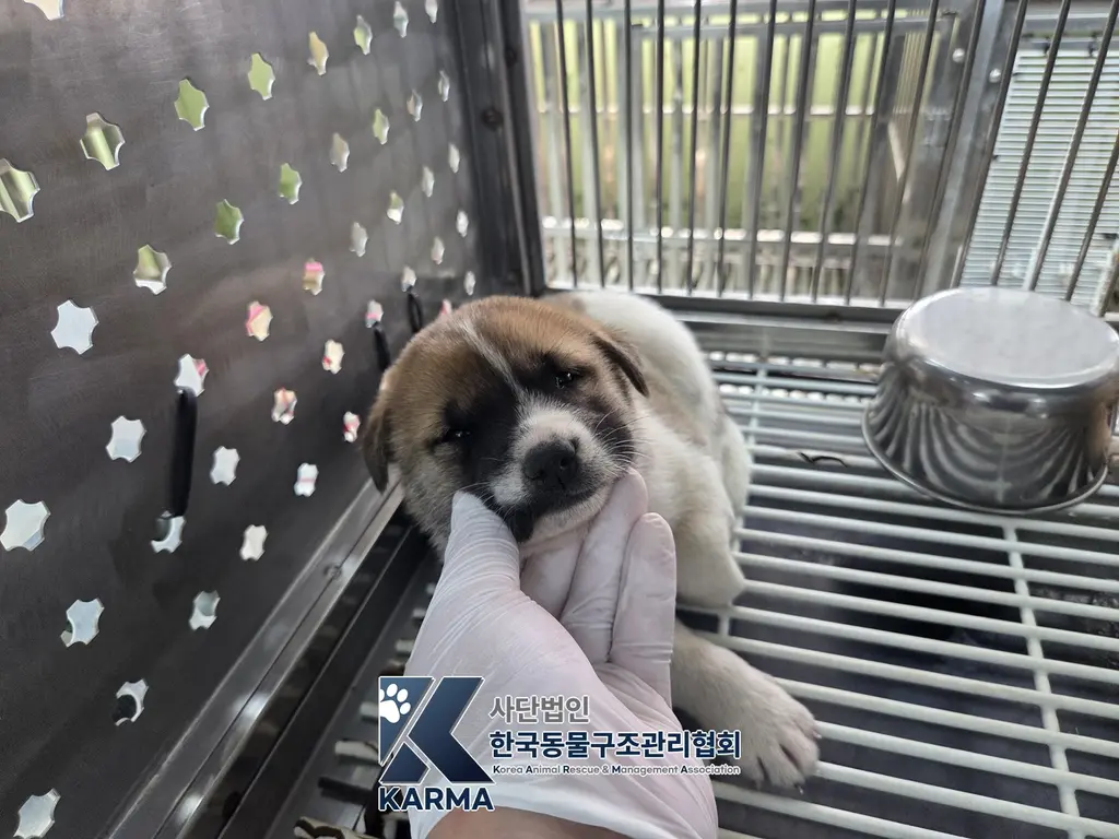 믹스견 보호중 사진