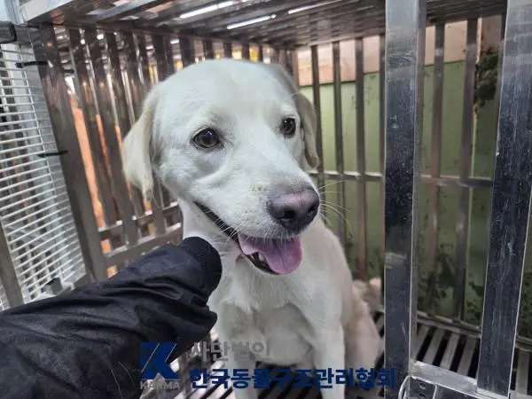 믹스견 보호중 사진