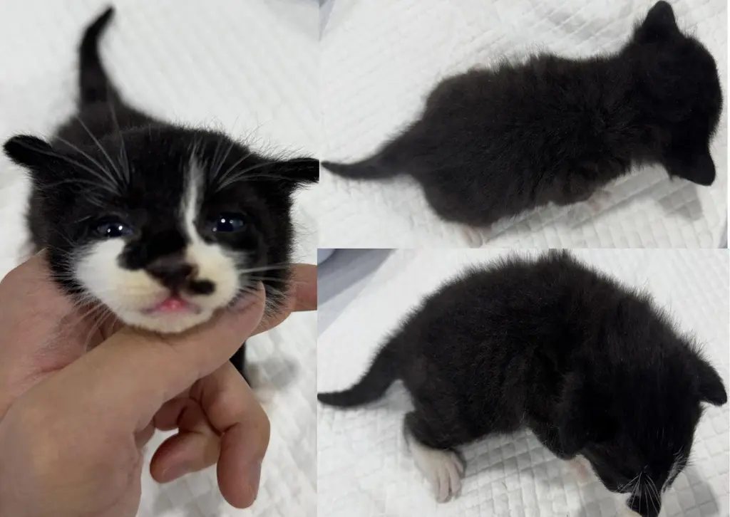 한국 고양이 보호중 사진