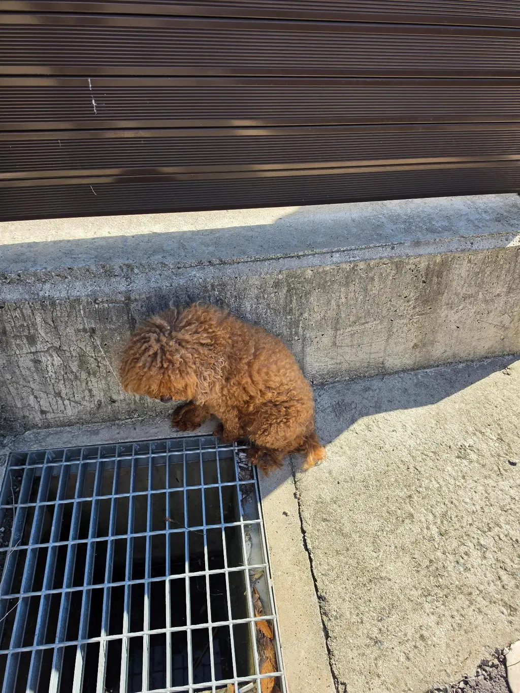 푸들 보호중 사진