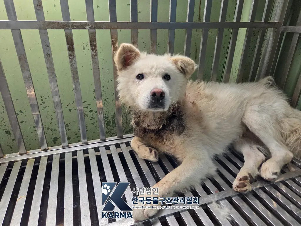 믹스견 보호중 사진