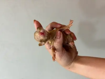 믹스묘 보호중 사진