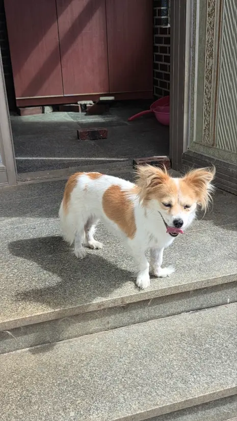 믹스견 보호중 사진