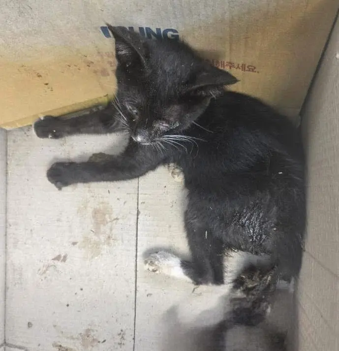 한국 고양이 보호중 사진