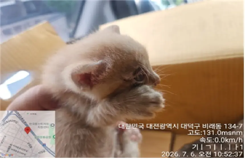 한국 고양이 보호중 사진