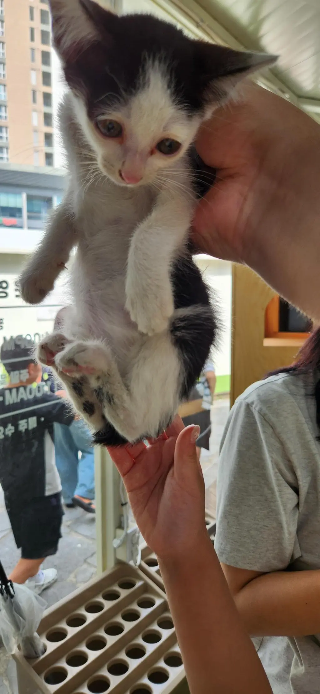 한국 고양이 보호중 사진