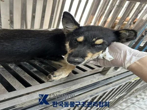 믹스견 보호중 사진