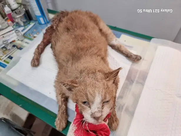 한국 고양이 보호중 사진