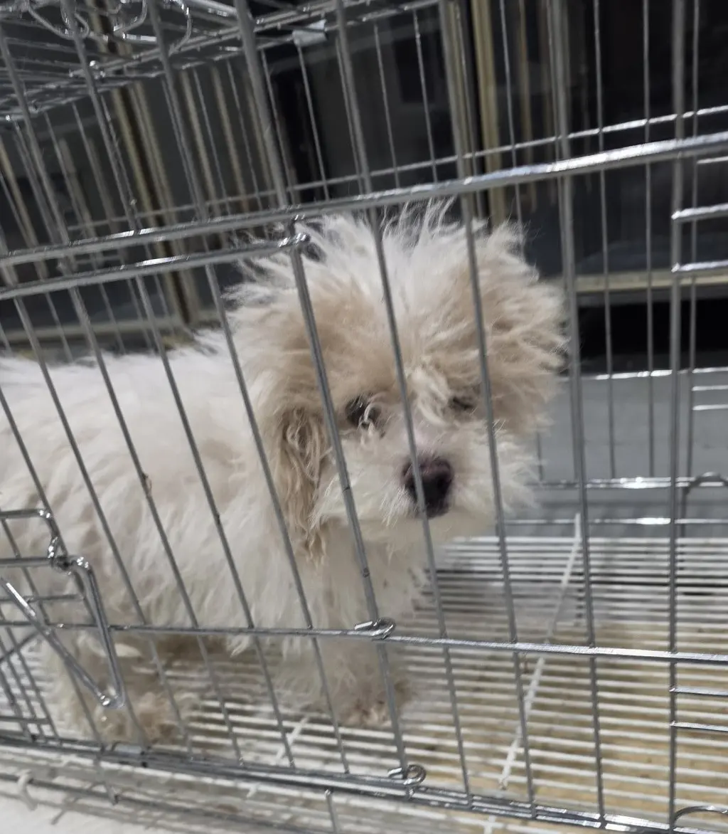 푸들 보호중 사진