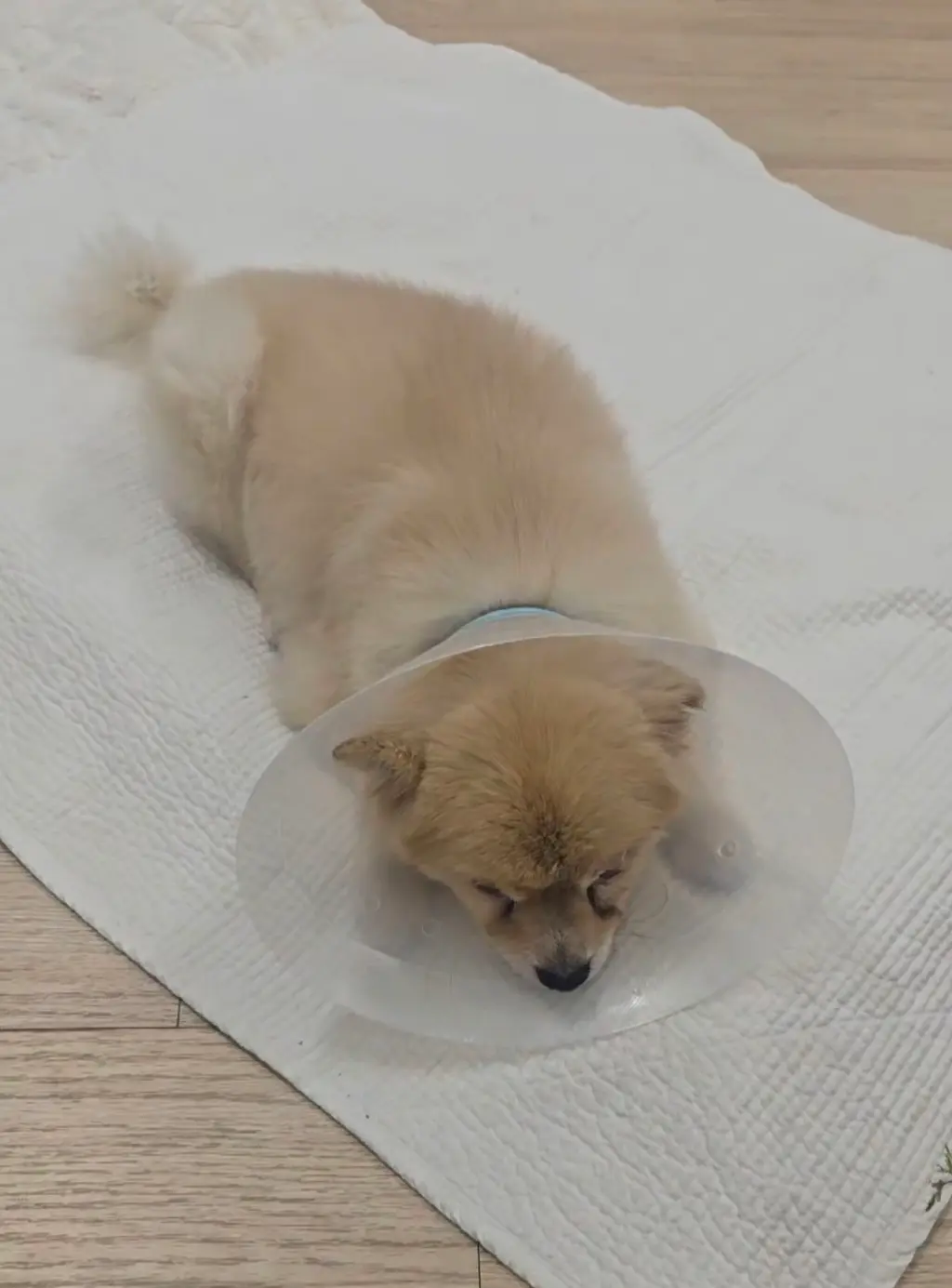 포메라니안 보호중 사진