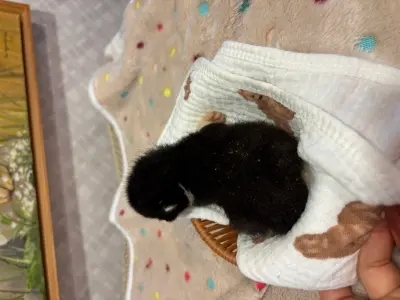 믹스묘 보호중 사진