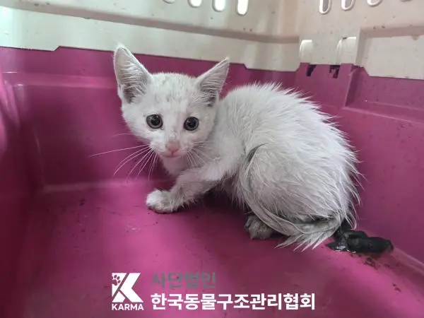 한국 고양이 보호중 사진