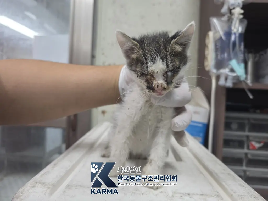 한국 고양이 보호중 사진