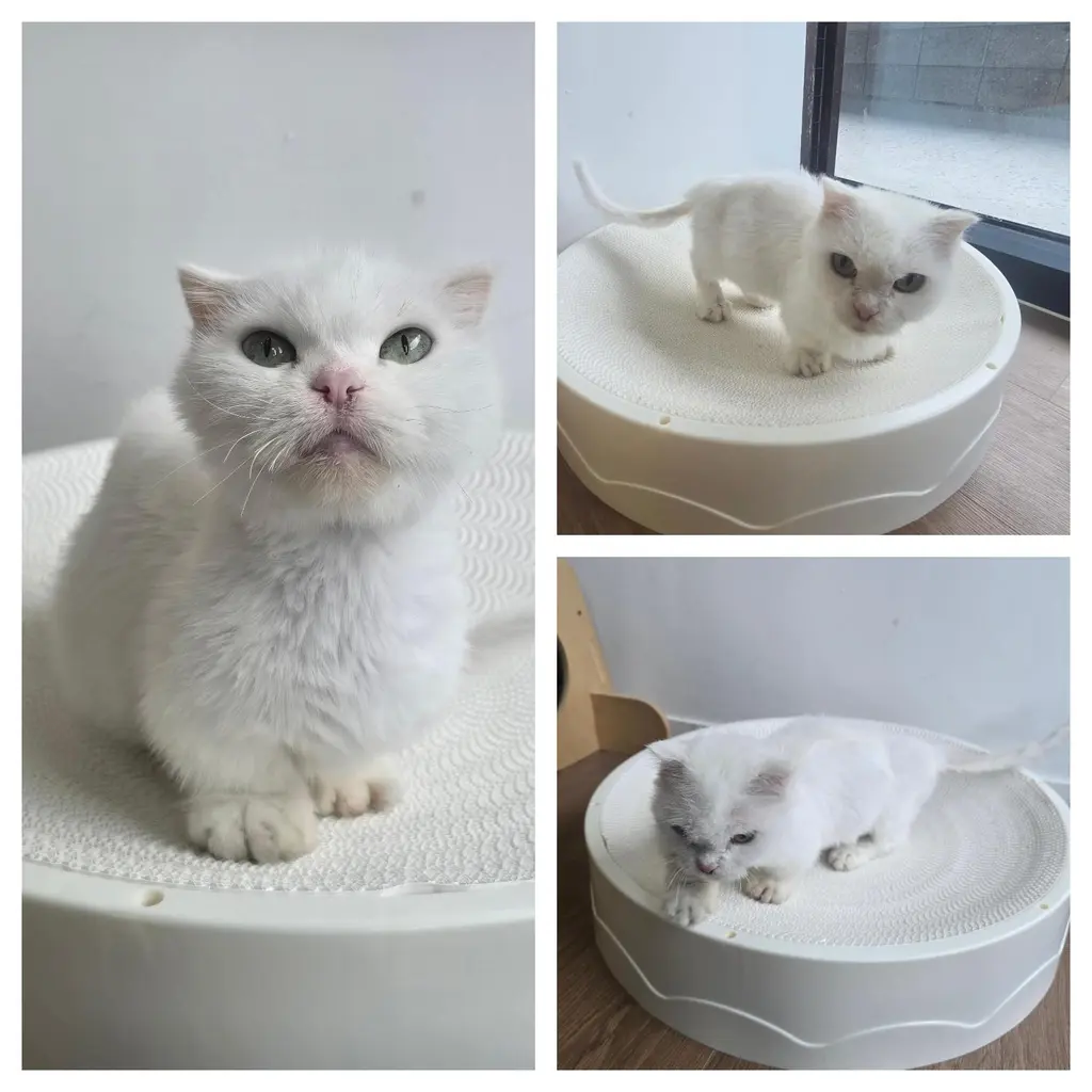 먼치킨 보호중 사진