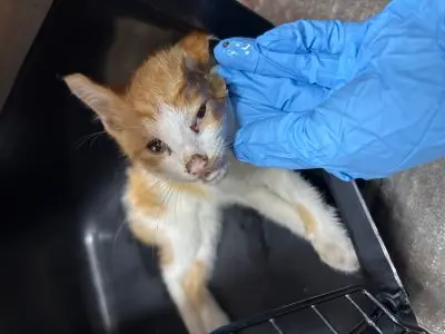 믹스묘 보호중 사진