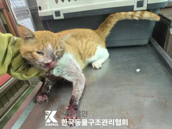 한국 고양이 보호중 사진