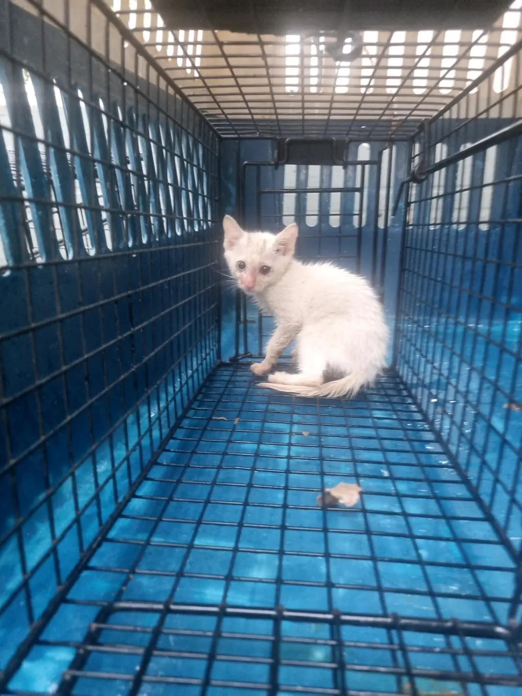 믹스묘 보호중 사진