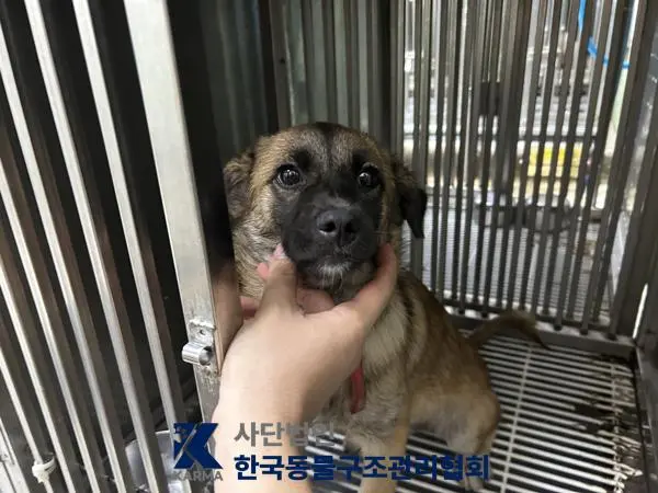 믹스견 보호중 사진