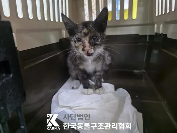 한국 고양이 보호중 사진