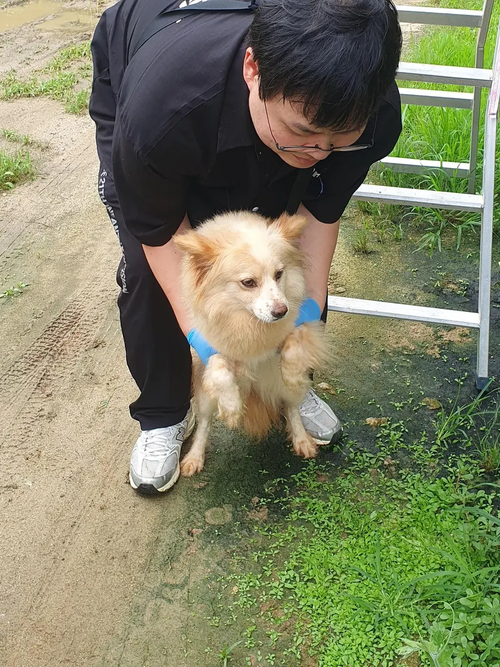 믹스견 보호중 사진