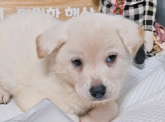 믹스견 보호중 사진