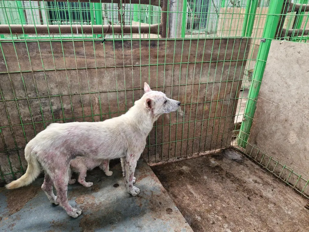 믹스견 보호중 사진