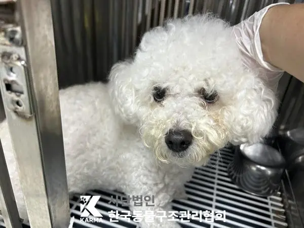 비숑 프리제 보호중 사진
