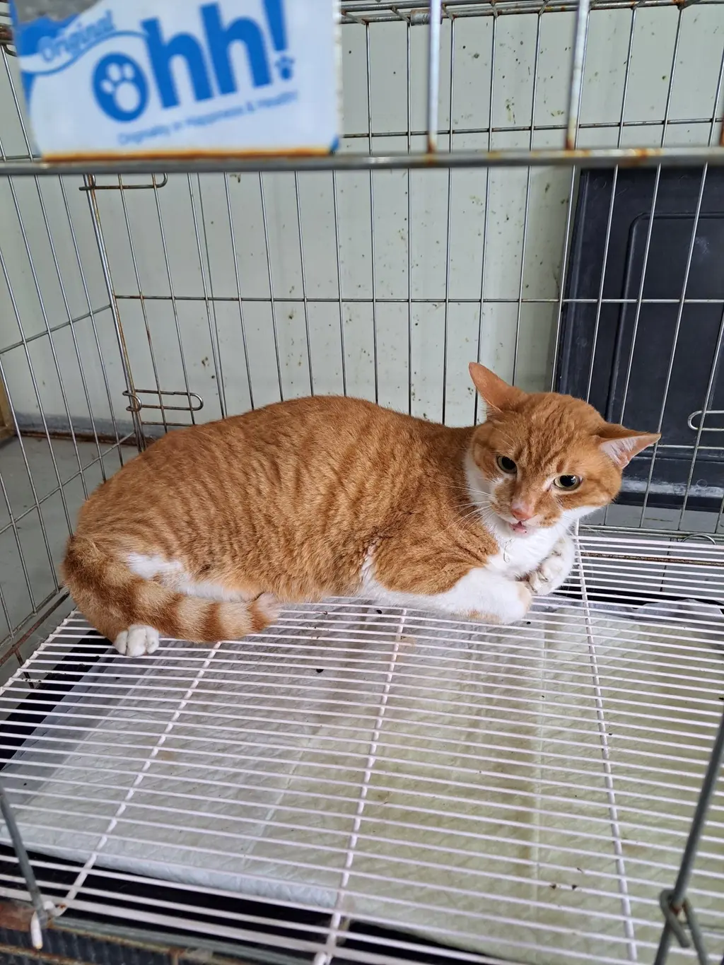 한국 고양이 보호중 사진