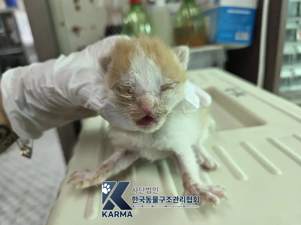 한국 고양이 보호중 사진