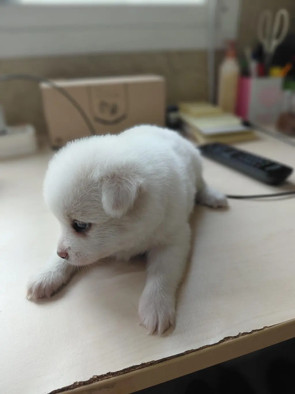 믹스견 보호중 사진