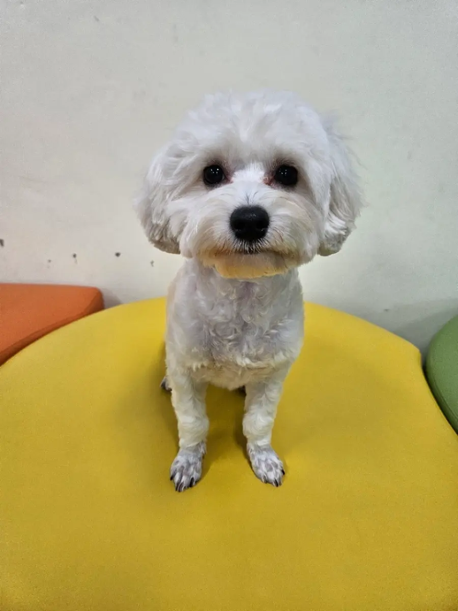 말티즈 보호중 사진