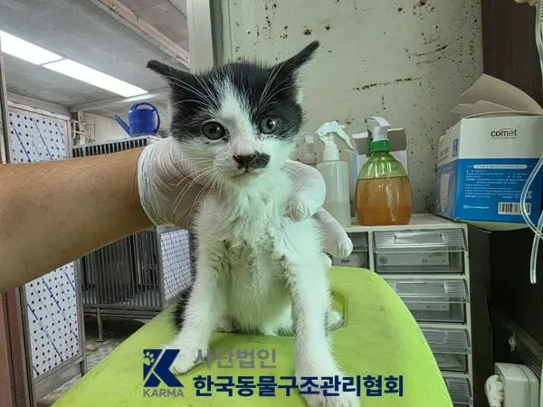 한국 고양이 보호중 사진