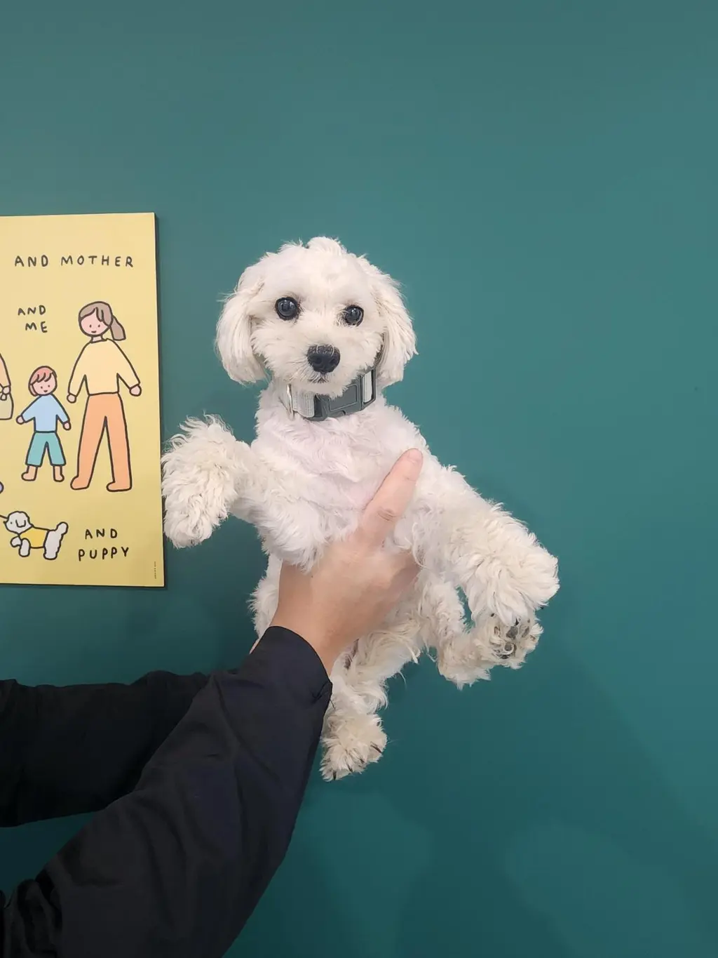 말티즈 보호중 사진